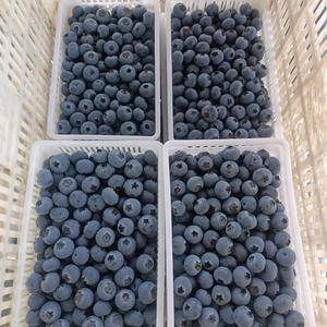 万亩蓝莓产地对接全国客商欢迎前来选购1876939015...
