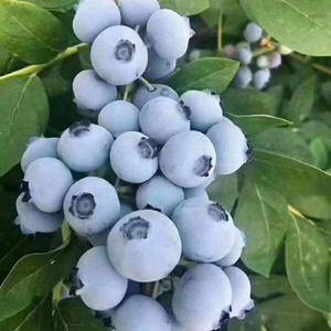 山东优质蓝莓产地大量上市，品种齐全价格便宜质量保证183...