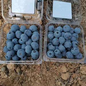 山东优质蓝莓产地大量上市，品种齐全价格便宜质量保证18369521160
