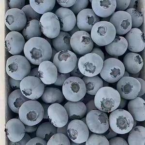 山东蓝莓大量上市了电话15265199952货源充足质量可靠支持全国代发货保质保量随到随装