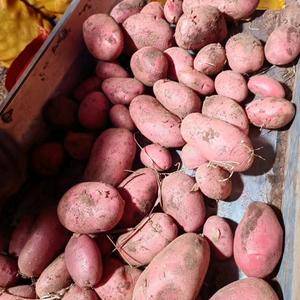 本社土豆原种正在分捡中，品种有226，沃土五，希六，雪川...