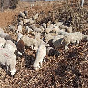 常年大量供应山羊绵羊烤全羊及各种公母羔