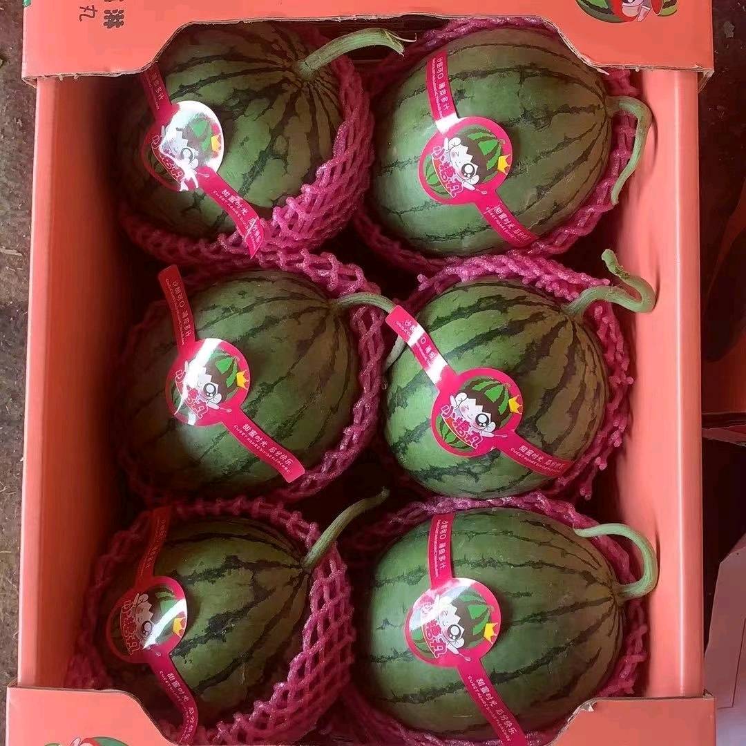 冰麒麟小糖丸，全美2K，早春红玉西瓜大量上市，提供各种包装