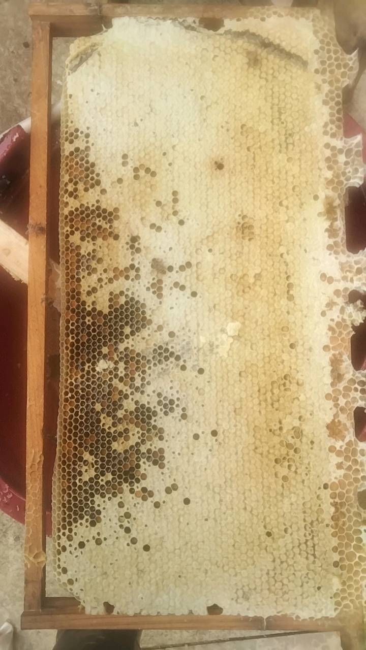 纯天然土蜂蜜，一年四季不喂糖方法养的蜂，靠野生，故此是纯...