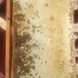 纯天然土蜂蜜，一年四季不喂糖方法养的蜂，靠野生，故此是纯天然蜜。波美度40，成熟蜜。